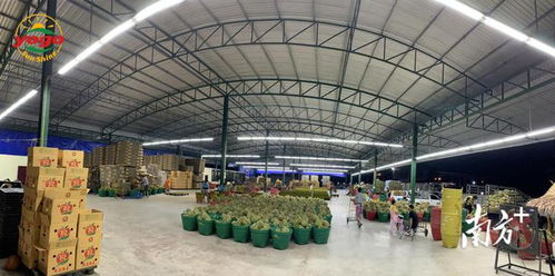 再添4家全國500強，白云農企龍頭數量位居全市第一——好果田背后的發展密碼